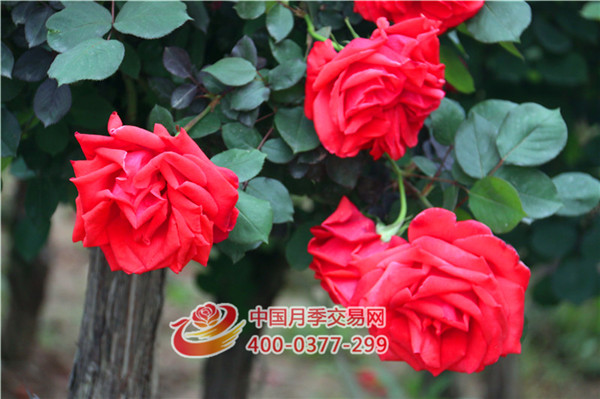 養(yǎng)好月季花：一些月季性狀，以及簡單施肥(圖1)